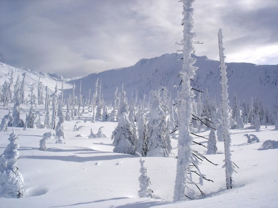 a backcountry forest blanketed thickly in snow with a grey sky and mountains in the distance